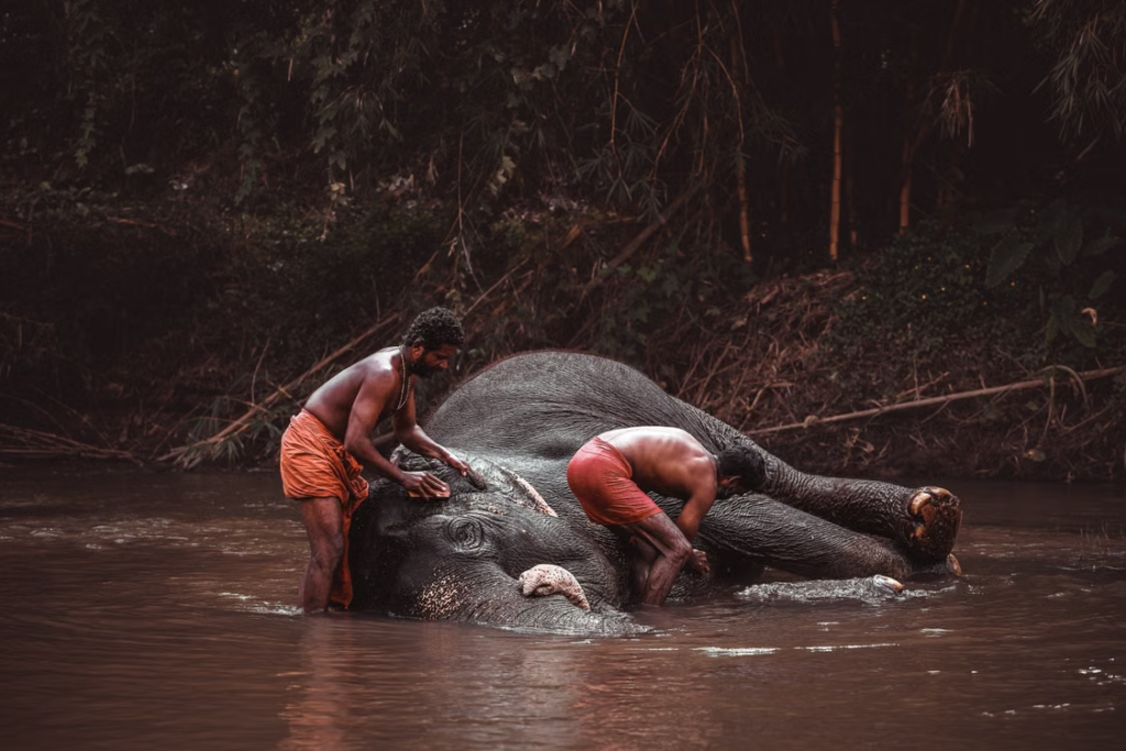 Wayanad Wildlife and Nature Package (4 Nights, 5 Days)
