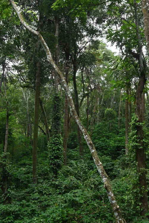 Luxury Coorg Plantation Retreat, 4 Nights 5 Days