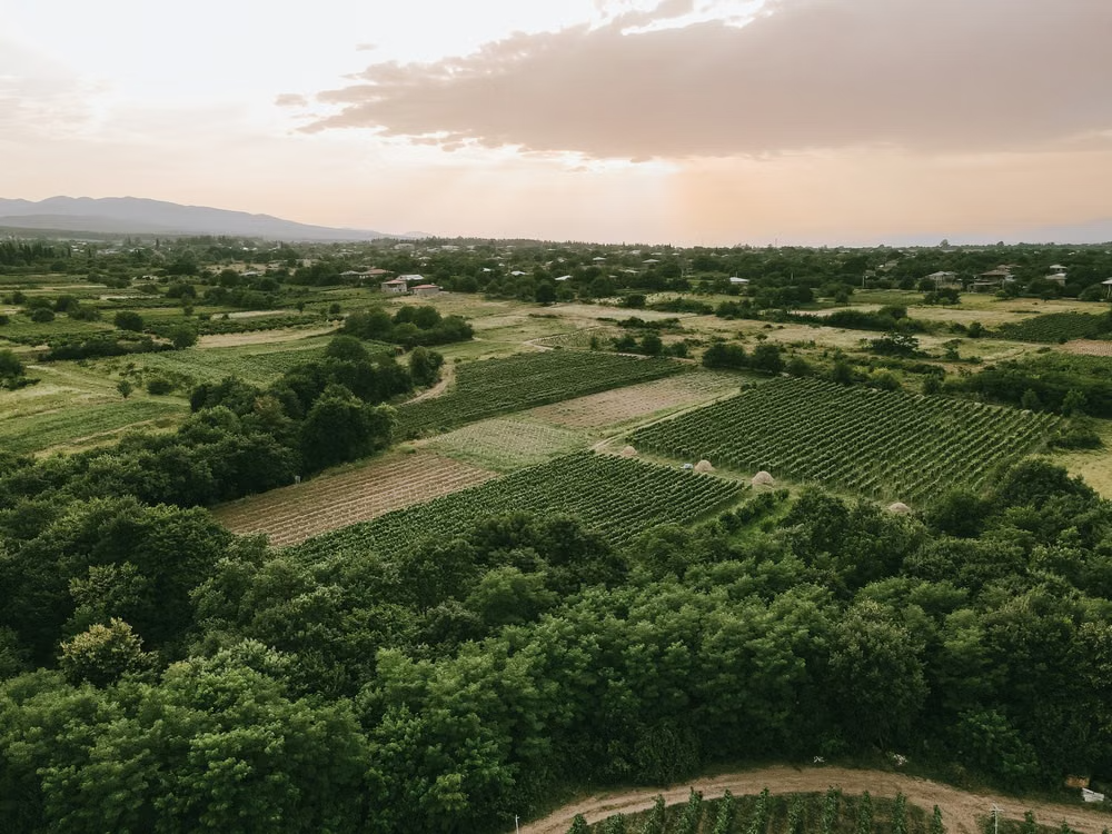 Kakheti Wine Region