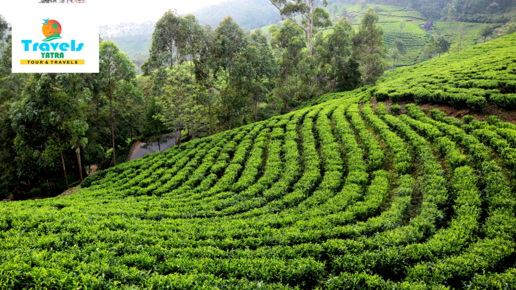 Best Assam Tour Packages from Delhi (Kaziranga & Majuli)