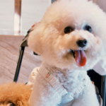 How to Plan a Pet-Friendly Tour Package from Delhi: A Complete Guide for Pet Parents