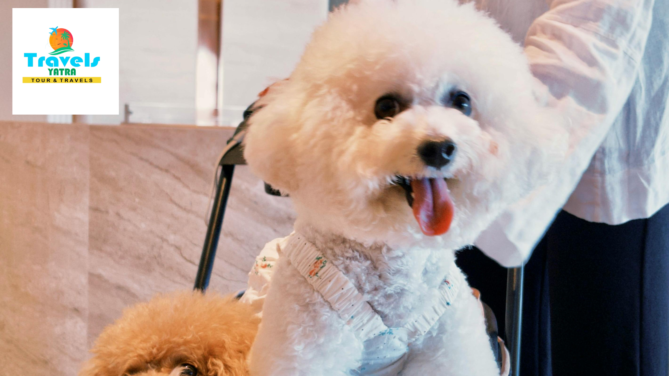 How to Plan a Pet-Friendly Tour Package from Delhi: A Complete Guide for Pet Parents